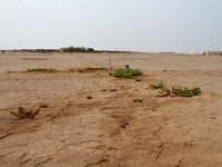 Op weg naar de Moonland en Welwitscha Drive: woestijnplanten bij een lekkende waterleiding.